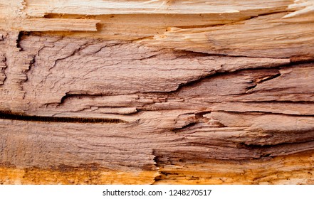 Inside of a large tree chopped down. Exposed splintered broken piece of dry wood showing grain and texture. Sharp pieces of wood sticking out.