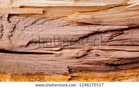 Inside of a large tree chopped down. Exposed splintered broken piece of dry wood showing grain and texture. Sharp pieces of wood sticking out.