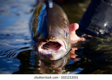 Inside Look At A Fish Mouth