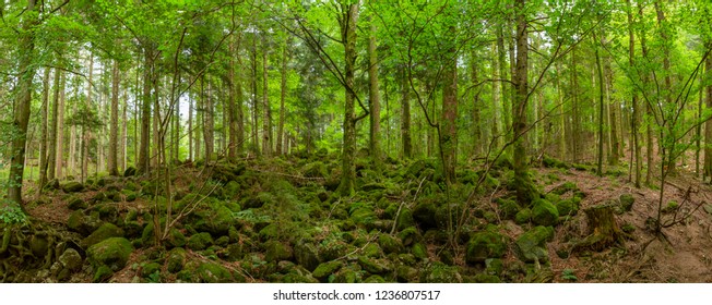 Inside the lush Black Forest (schwarzwald) in Germany