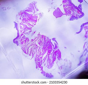 Inside Microscope View At Histology Glass Slide