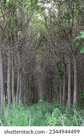 Inside of a mystical forest