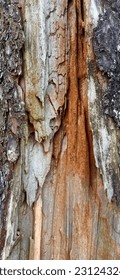 The Inside of Old Tree - Shutterstock ID 2312432409