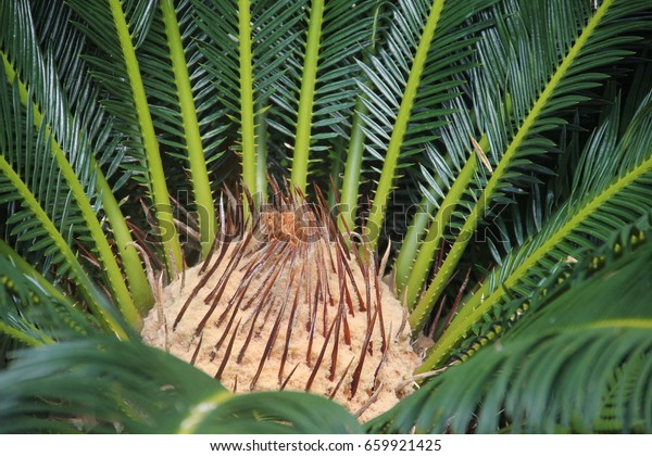 Inside Palm Bush Tree Stock Photo 659921425 | Shutterstock