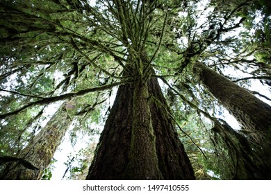 327 Quinault National Forest Images, Stock Photos & Vectors | Shutterstock