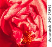 A inside of rose macro 