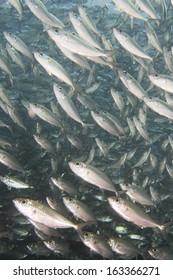 Inside A Sardine School Of Fish Close Up In The Deep Blue Sea