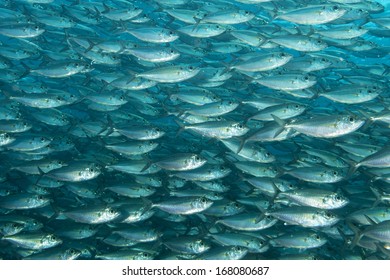 Inside A Sardine School Of Fish Close Up In The Deep Blue Sea