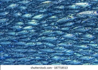 Inside A Sardine School Of Fish Close Up In The Deep Blue Sea