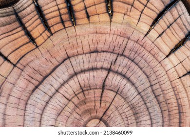 Inside Section Of A Cherry Tree Stump With Concentric Growth Rings And Radial Cracks Detailed By Fire Flame 