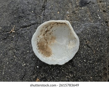 the inside of a shell of a type of clam on a rock.