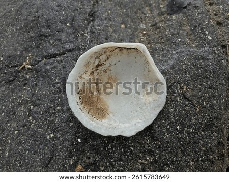 the inside of a shell of a type of clam on a rock.