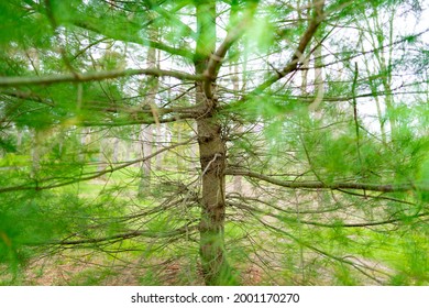 Inside Of A Skinny Tree