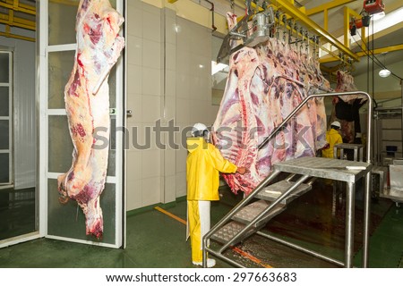 Inside a slaughterhouse, workers process cattle carcasses for meat in refrigerated rooms. A camera monitors sanitation while animal rights are debated.