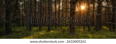 inside a summer pine mossy forest, magically illuminated from behind the trees by warm evening sunlight. natural woodland landscape with low sun. beautiful side view in 15x5 format