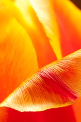 Inside The Tulip