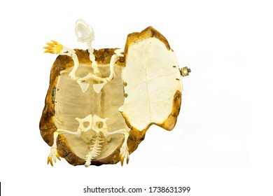 Inside of turtle with skeleton isolated on white background