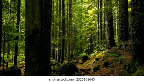 Inside view of dense tall trees forest - Powered by Shutterstock