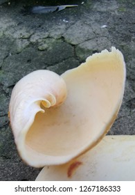 An inside view of empty seashell. 
