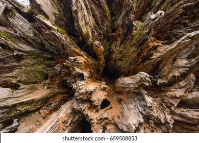 612 Fallen sequoia Images, Stock Photos & Vectors | Shutterstock