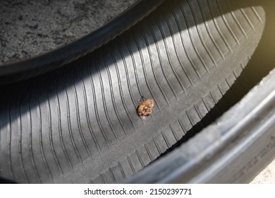 Inside View Of The Tubeless Tire With The Seal Tire Plug