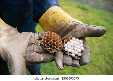 Inside Of A Wasp Nest, Cut In Half. A Man With Work Gloves Shows It. Close Up Of A Real Wasp Nest With Eggs