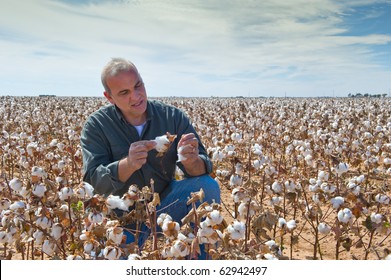 Inspecting Cotton, Cotton Farmer