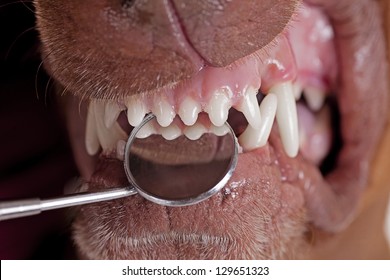 inspecting dog teeth with dental mirror