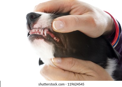 Inspecting Puppy Teeth  In Front Of White Background