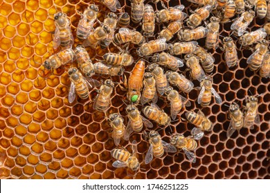 5,079 Brood (honey bee) Images, Stock Photos & Vectors | Shutterstock