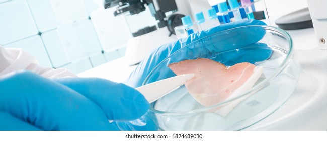 Inspection Of Meat And Fish Quality In The Food Quality Laboratory