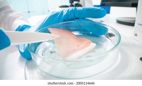 Inspection of meat and fish quality in the food quality laboratory.