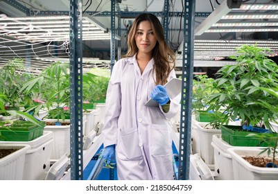 Inspector Asia Woman Scientists Checking Cannabis Tree In Indoor Cannabis Farm	