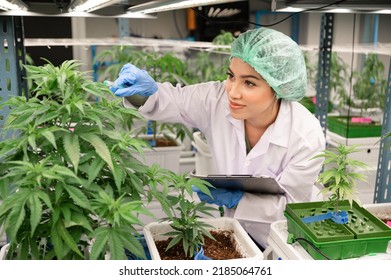 Inspector Asia Woman Scientists Checking Cannabis Tree In Indoor Cannabis Farm	