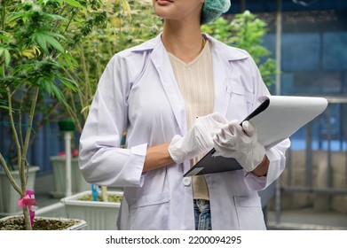 Inspector Asia Woman Scientists Checking Cannabis Tree With Clipboard In Indoor Cannabis Farm	