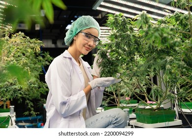 Inspector Asia Woman Scientists Checking Cannabis Tree In Indoor Cannabis Farm	