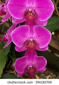 Inspiration - Orchid Taken South Texas Botanical Gardens & Nature Center.