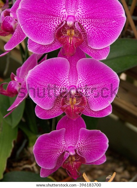 Inspiration Orchid Taken South Texas Botanical Stock Photo Edit