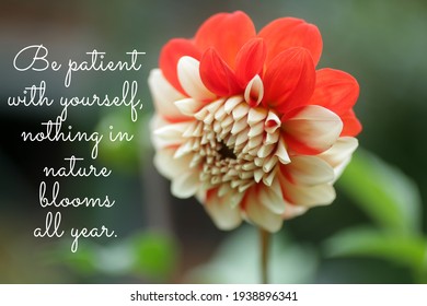 Inspirational motivational quote - Be patient with yourself, nothing in nature blooms all year. Words of wisdom concept with red dahlia flower in garden.