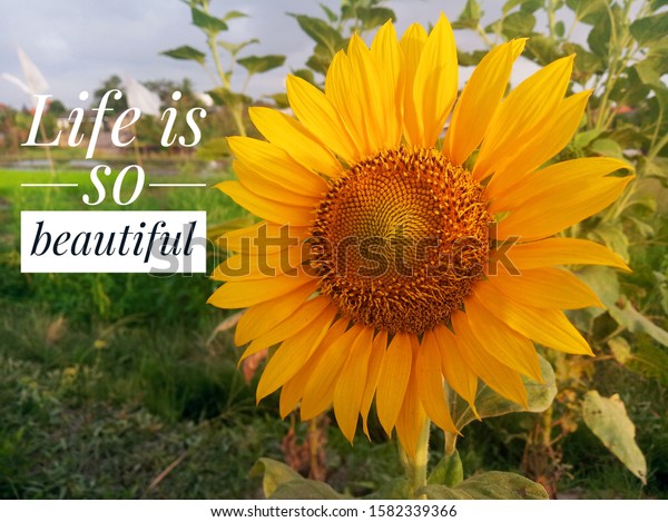 Inspirational Quote Life Beautiful Beautiful Sunflower Stock Photo Edit Now