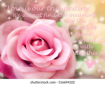 Inspirational Quote Words By Thomas Merton On Vintage Background Sweet Dreamy And Soft Focus , Blooming Of Pink Rose 