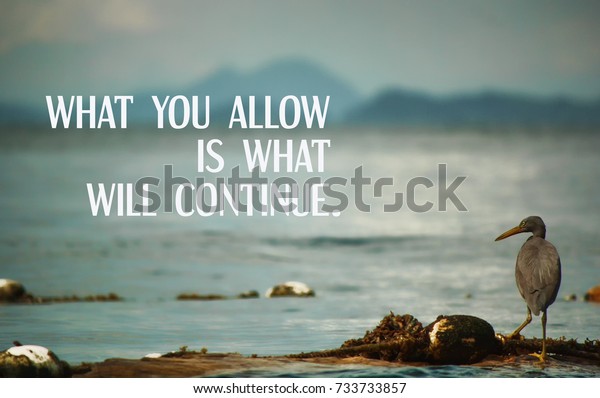 Inspirational Quotes What You Allow What Stock Photo Edit Now