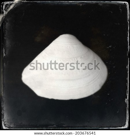 Instagram filtered image of a seashell 