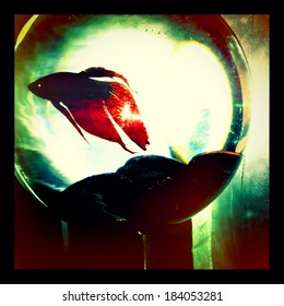 Instagram Retro Style Photo Of A Siamese Fighting Fish - Beta Fish In A Fish Bowl