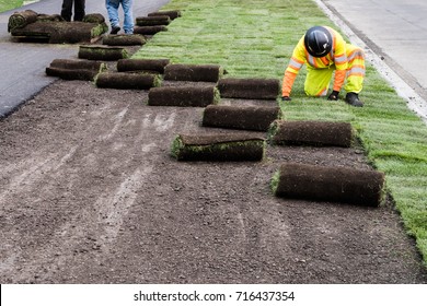 Installation Of Sod On City Street Landscaping Public Work Project