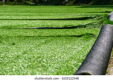 Installation Of Synthetic Artificial Turf At The Stadium Getting Started Covering In Rolls