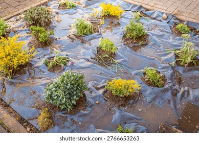 Installing weed control fabric material and mulching in small frontyard