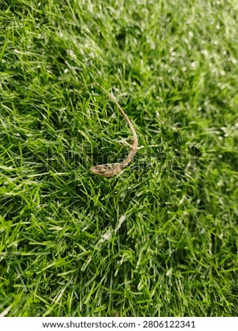 An intact, brownish lizard skeleton resting on green grass.