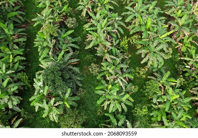 Integrated Farming,agricultural System In Which A Farmer Conducts Different Agricultural Practice Together Two Or More Of Plants Simultaneously In The Same Field