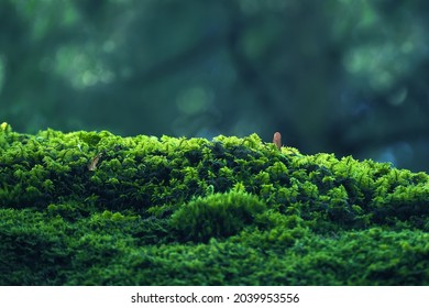 Integrity of the forest, national park. Beautiful green moss on the floor, moss close-up, macro. Beautiful background of moss with sunlight
